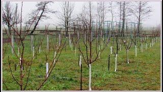 Плодовый сад. Прогулка по зимнему саду и коронавирус. Молодой сад