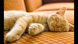 Смешные спящие коты - Sleeping funny cats