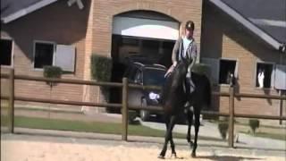 Luxor `Sporthorses from Holland` FOR SALE peter bulthuis