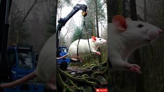 "Car Meets Alien Creature! | What Happens Next Will Shock You!"#FunnyShorts #CarEncounter #Shorts