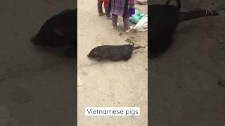 Vietnamese pics #vietnam #vietnamesepigs #вьетнамскиепоросята