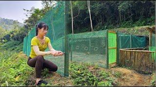 Build a chicken farm, make a fence with high quality mesh - phungthithu