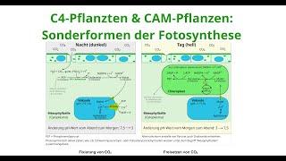 Sonderformen der Fotosynthese: C4-Pflanzen & CAM-Pflanzen