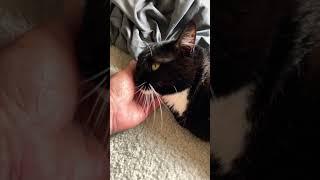 Bella #cat