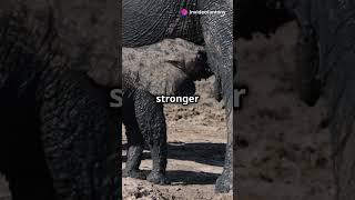 "Ellie the Brave Elephant: A Story of Courage and Friendship" #youtubeshorts #facts #animals