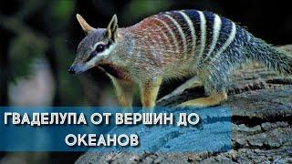 Гваделупа : от вершин до океана.