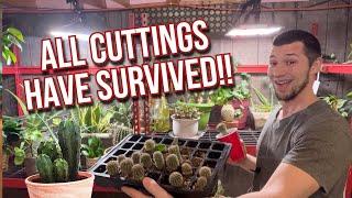 Hedgehog and Opuntia Cactus Propagation - 1 YR GROWTH UPDATE