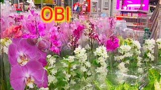 Шикарные СВЕЖИЕ ОРХИДЕИ в OBI Краснодар