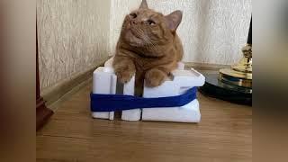 Алиса наша 