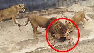 Predator Suddenly Thrown at Man / ANIMALS ATTACKING HUMAN TOP 35