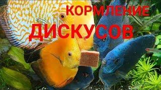 Кормление дискусов. Каким кормом кормить. Аквариум большого объёма 250×60×50 на 750 литров. Часть 37