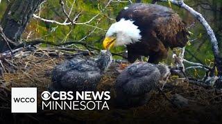 Minnesota DNR’s EagleCam to return this week