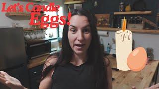 Time to check on Bri's eggs!