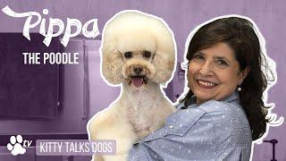 Grooming Pippa the Poodle | Kitty Talks Dogs - TRANSGROOM