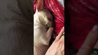 ASMR// Slepping baby dog/ chihuahua/ mini chiwawa/ mini VLOG// @Shopotykhivna