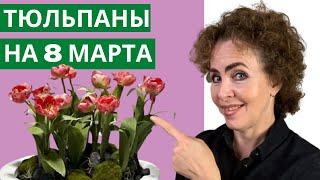 Выращивание ТЮЛЬПАНОВ к 8 МАРТА. Тюльпаны выращивание. Как сажать Тюльпаны.