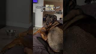 He was not having it #dog #viralvideo #viralshorts #shorts #short #youtuber #youtubeshort #youtubers