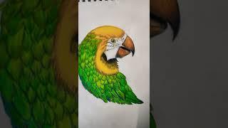 parrot drawing with colour pencil || by vaibhavi soni arts || #shorts # art