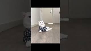 Pussy cat famous cat status cat food TIktok cat baby cat funny cat kittens meowing cat play #shorts