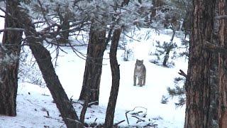 Calling in a  Bobcat with FoxPro - Fred Eichler