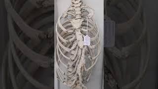 The Cabinet Of Curiosities