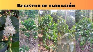 How to keep a flowering record for coffee cultivation