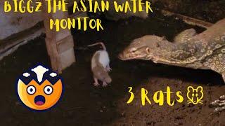 ️Warning Live Feeding️ Water Monitor Eat 3 Medium Rats