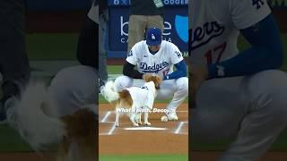 Decoy and Shohei with the cutest first pitch you've ever seen.  #shoheiohtani #dodgers