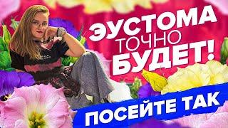 ПОДРОБНЫЙ ПОСЕВ ЭУСТОМЫ! ТОЧНО ЗАЦВЕТЕТ