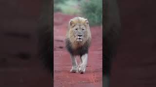 Roaming Majesty: Witness the Astonishing Stride of a Walking Lion