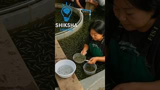 How To Chinese Sell Fish Babies In Wholesale? By Shiksha SQUARE