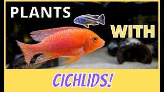 Doing the IMPOSSIBLE in a cichlid tank!