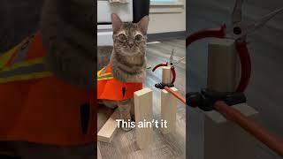 Gumbus can do it all! #cat #entertaininganimals #funnyanimal #catsofyoutube #funnypet