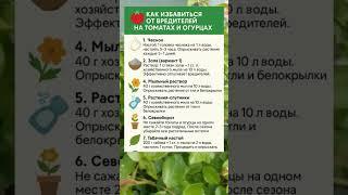  КАК ИЗБАВИТЬСЯ ОТ ВРЕДИТЕЛЕЙ НА ТОМАТАХ И ОГУРЦАХ — 9 ПРОВЕРЕННЫХ СПОСОБОВ