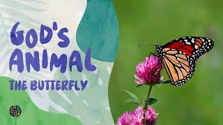 God's Animal - The Butterfly | Preschool