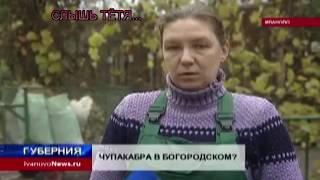 Чупакабра в Ивановской области