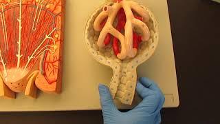 Urinary System Lab Models