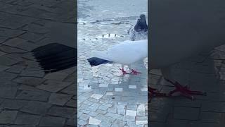 The Shocking Truth About #punjabi #kabootar #pigeon up malwai Masti Kaka Us