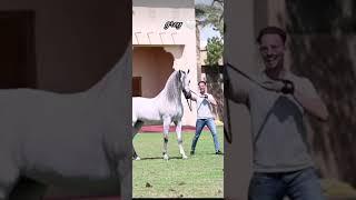 choose your arabian: bay or grey? (not my audio) #horses #arabianhorse #beautiful