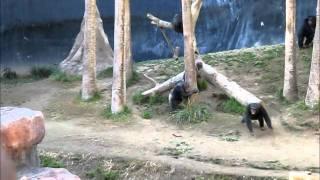 Crazy Chimps Fighting at the LA Zoo (with a big stick)!