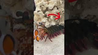 Mantis Shrimp need help! #mantisshrimp #tucan #fyp #tucanaquatics #saltwateraquarium #rexthemantis