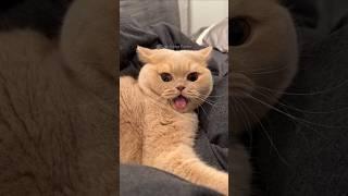 #99 Cute Cat videos  #fails #funny #moments #reels