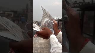 SHOOTER️ KASNI KABOOTAR PAKDA  #viral #kabootar #shorts #trending