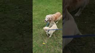 Puppy got the hang of this walking on a leash thing #goldenretriever #puppy #shorts