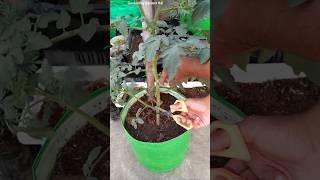 DO THIS with tomato  plants || Tips to get lots of Tomatoes