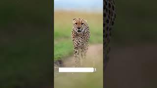 Ultimate 7 Day Kenya Wildlife Photography Safari | Exclusive Masai Mara & Amboseli Experience