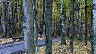 Осенний лес, Autumn forest Супер Папа       и       Супер Яня