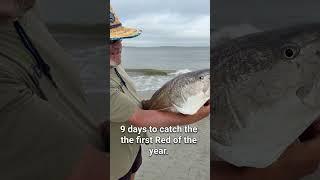 First bull redfish of the year.  Released.  #fishing #saltwaterfishing #redfish