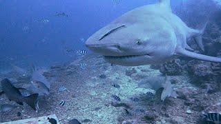 Diving with huge Bull Sharks- Beqa Lagoon Fiji 4K