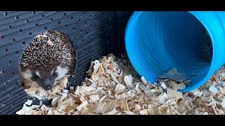 Otsego Hedgehogs available babies